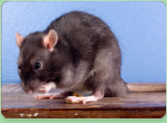 rat control Bodmin